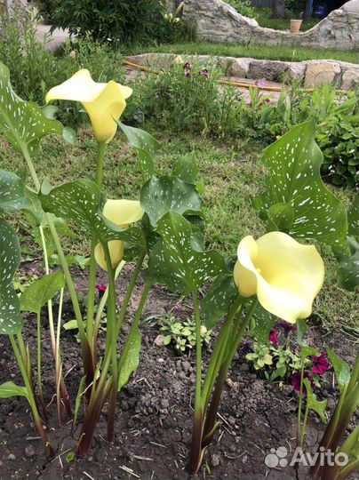 Калла сортовая