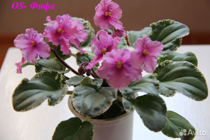 Фиалки сортовые