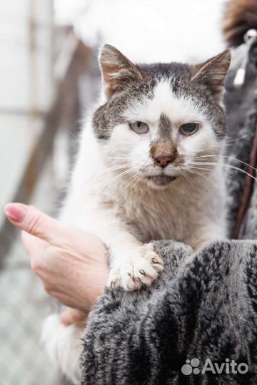 Котик кастрированный 1,5 года