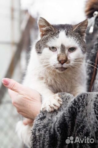 Котик кастрированный 1,5 года