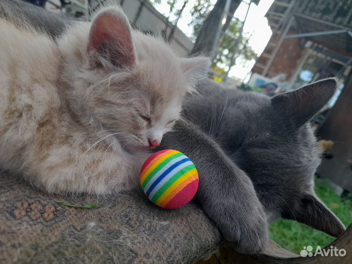 Котёнок с доставкой на дом :)