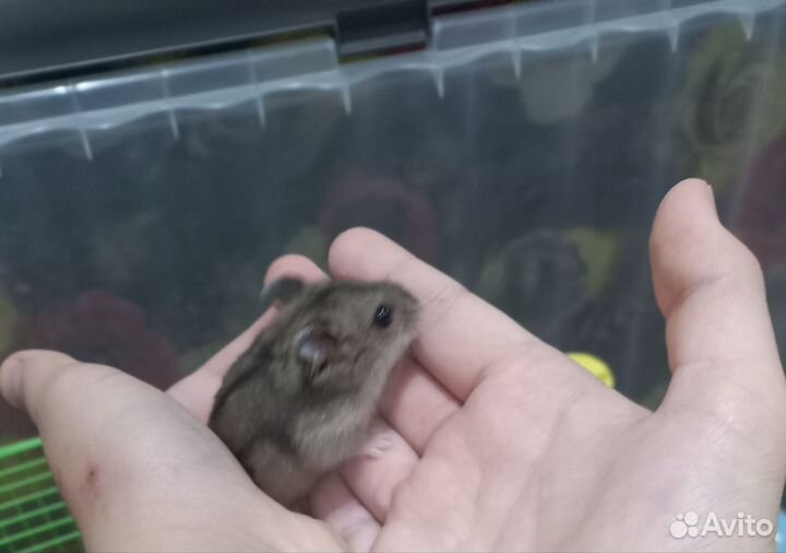 Джунгарский хомяк