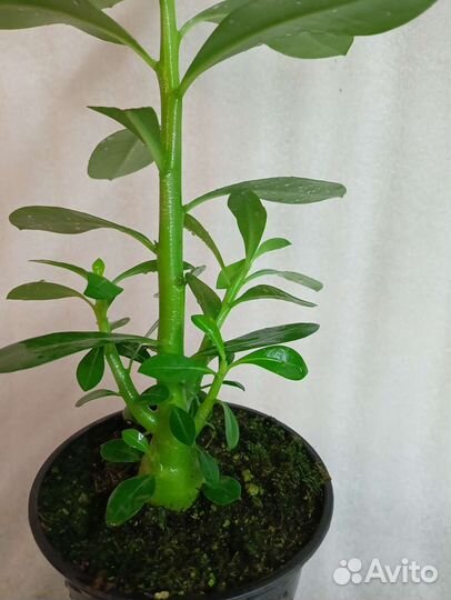 Адениум белый