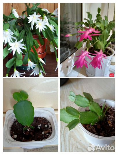 Декабрист и белый Рипсалидопсис