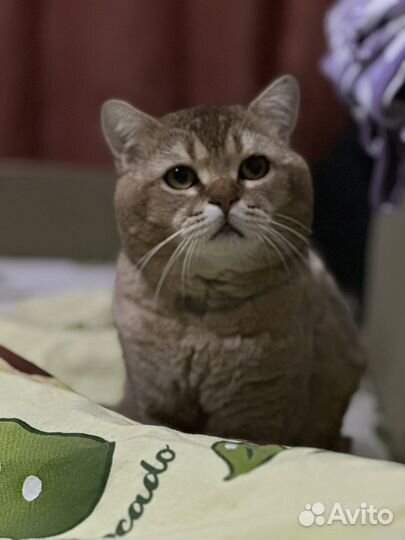 Кот на вязку