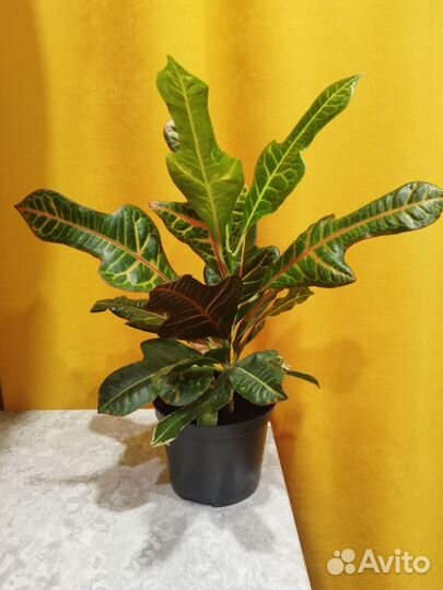 Кодиеум кротон