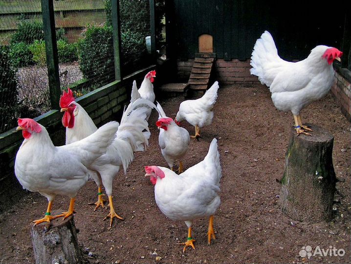 Куры несушки с агрофермы