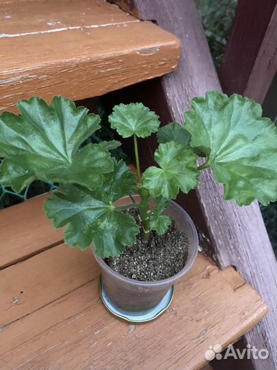 Пеларгония тюльпановидная Red Pandora