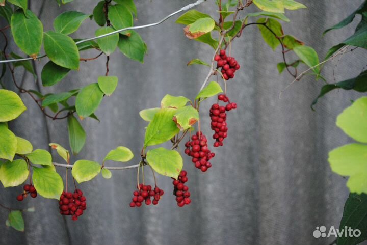 Лимонник, мирт, куркума, маклюра, азимина, гинкго