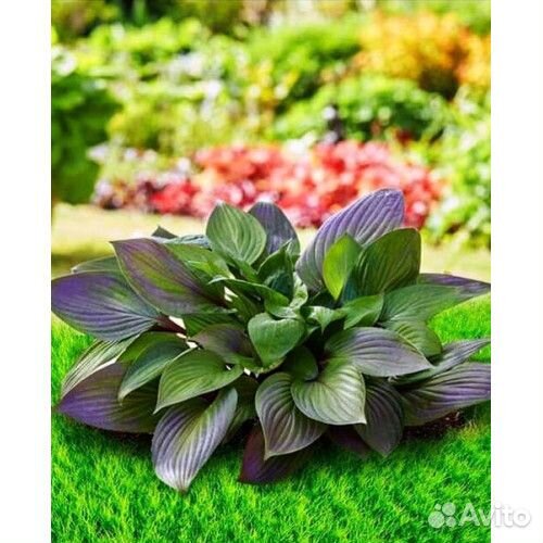 Хоста сорт Фест Блаш (First Blush)