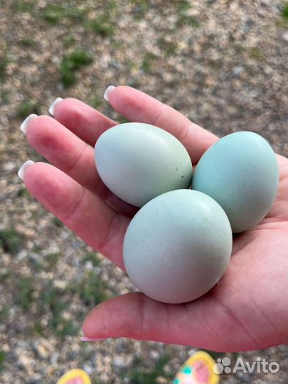 Яйца инкубационные Маран