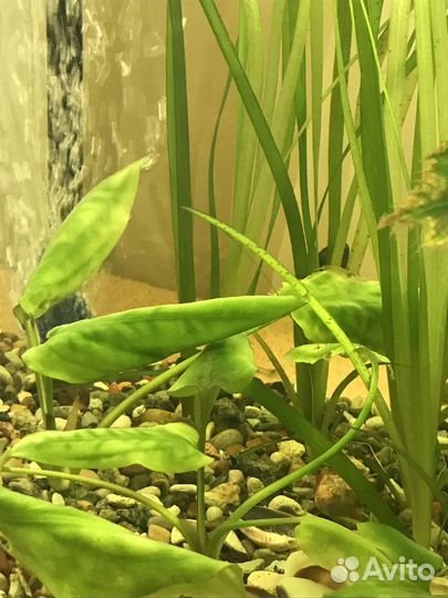 Аквариумные растения, ампулярии