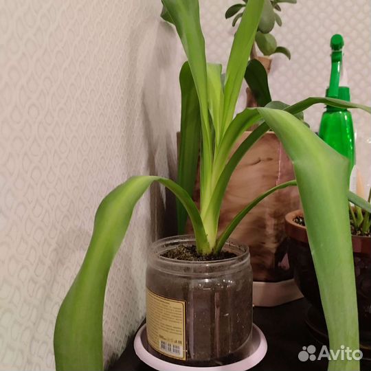 Пальма юкка, финиковая пальма