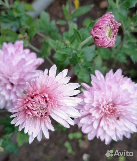 Хризантемы яркие