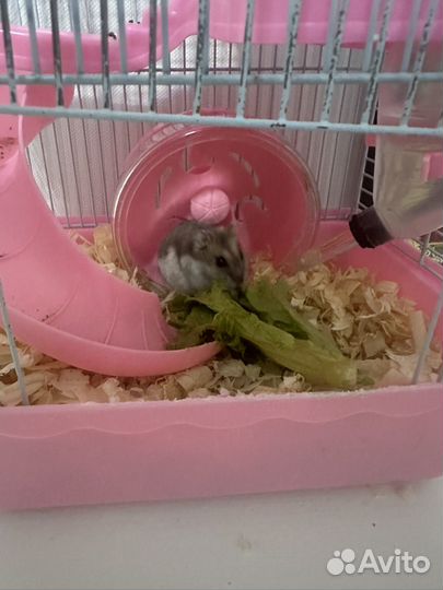 Джунгарский хомяк с клеткой