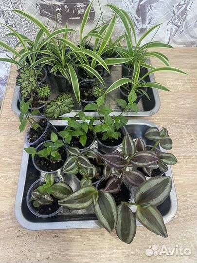 Комнатные растения