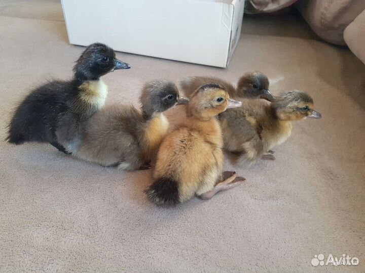 Утята суточные и подрощенные