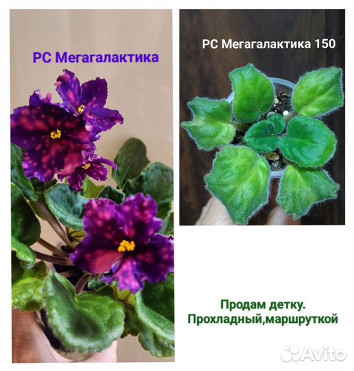 Фиалка,ромашка,ясколка,примула