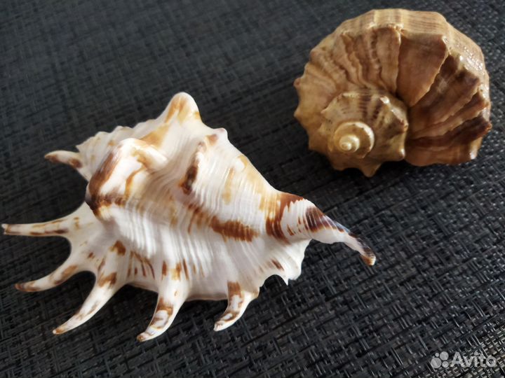Раковина морская набор 2 шт