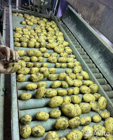 Картофель от Производителя урожай 2023