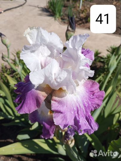 Ирисы бородатые сортовые крупные морозостойкие