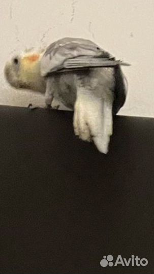 Попугай корелла с клеткой