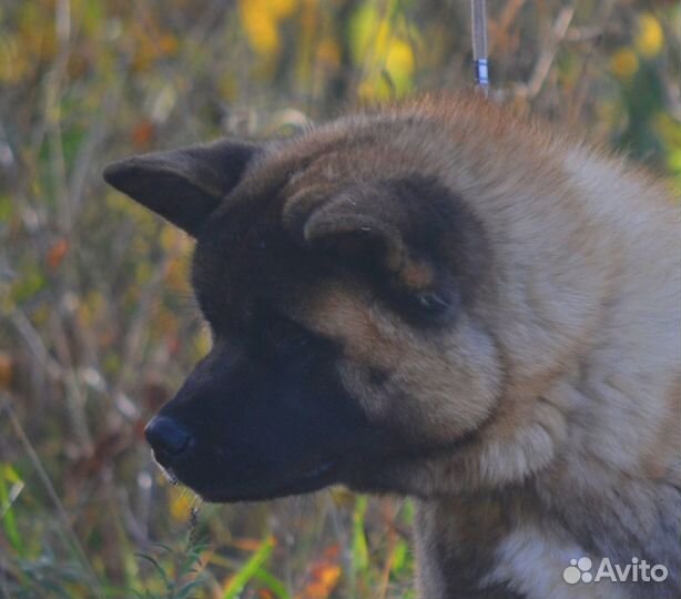 Щенки американской акиты