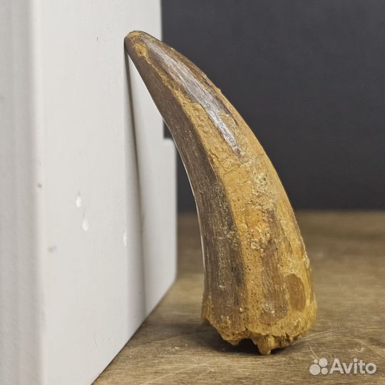 Зуб динозавра спинозавра Spinosaurus окаменелый