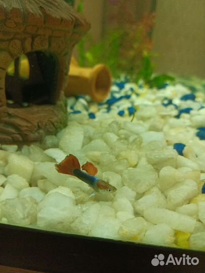 Аквариумные рыбки гуппи