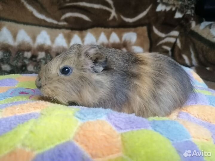 Морская свинка