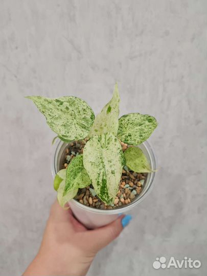 Алоказии, очень много