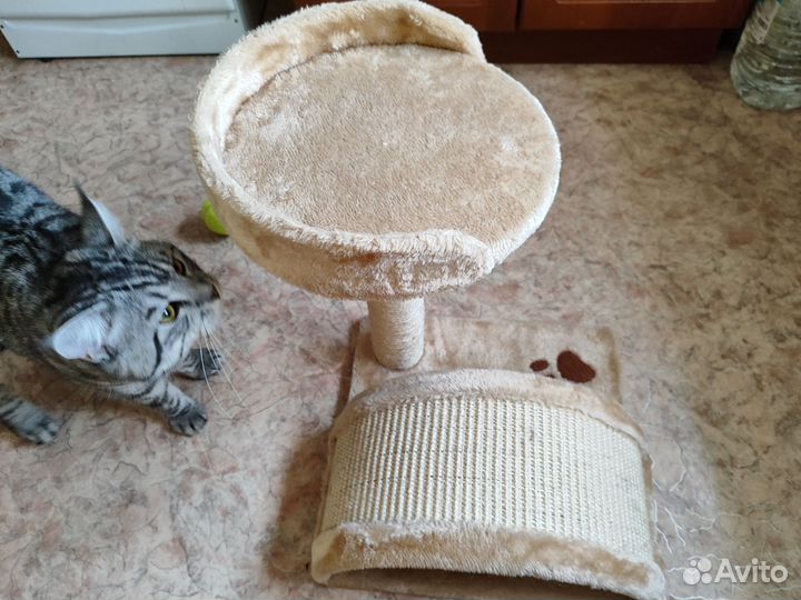 Домик когтеточка для котят до 1 года