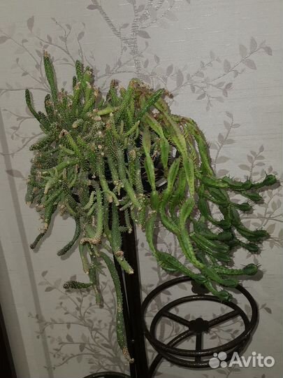 Комнатные растения цветы