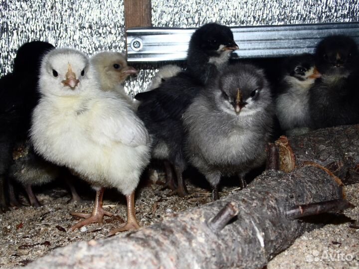 Разная домашняя птица