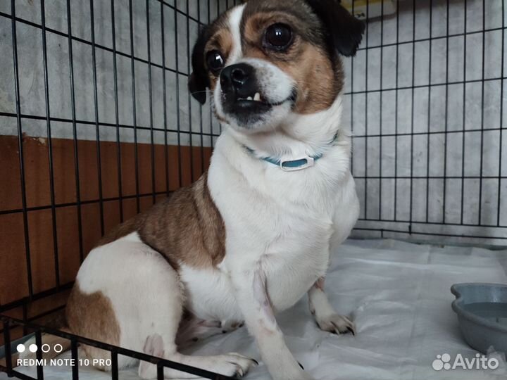 Собачка Раечка