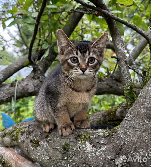 Котенок чаузи ф5 девочка