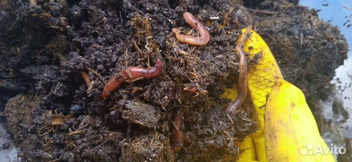 Колифорнийские красные навозные черви