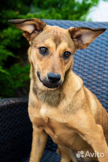 Джесси мечтает о доме