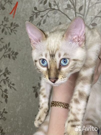 Бенгальские котята