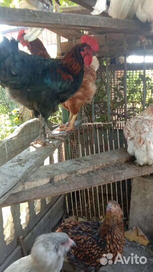 Петух черный красавец маран