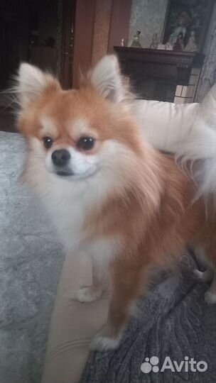 Немецкий шпиц вязка