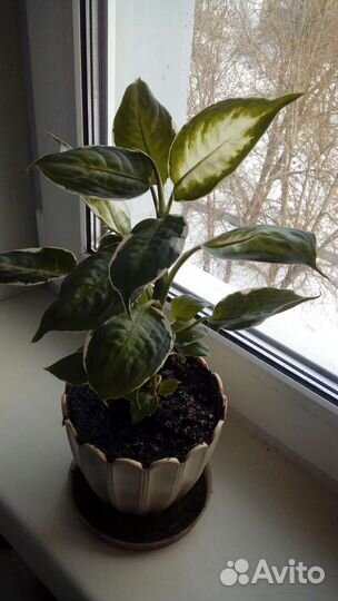 Домашние растения. Диффенбахия