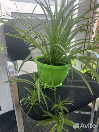 Хлорофитум