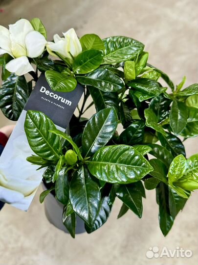 Гардения жасминовидная