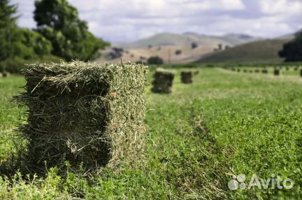 Сено душистое