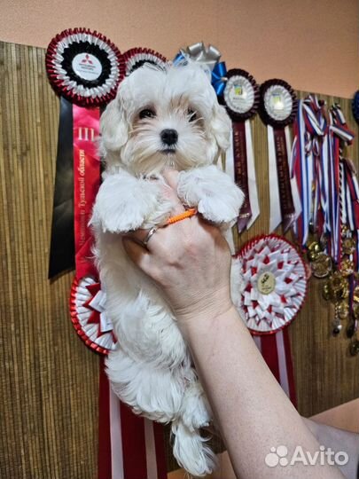 Мальтезе мальчик РКФ