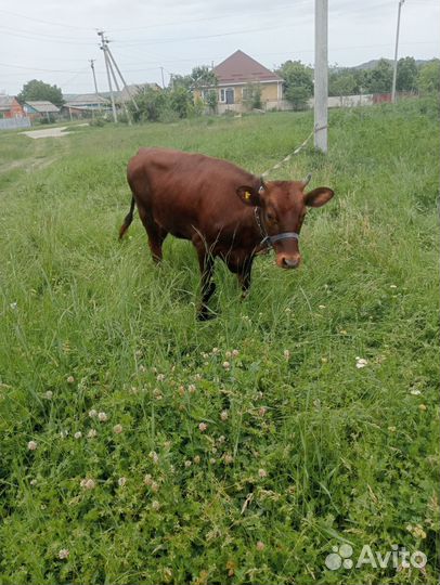 Телочки на молоко от хороших молочных коров