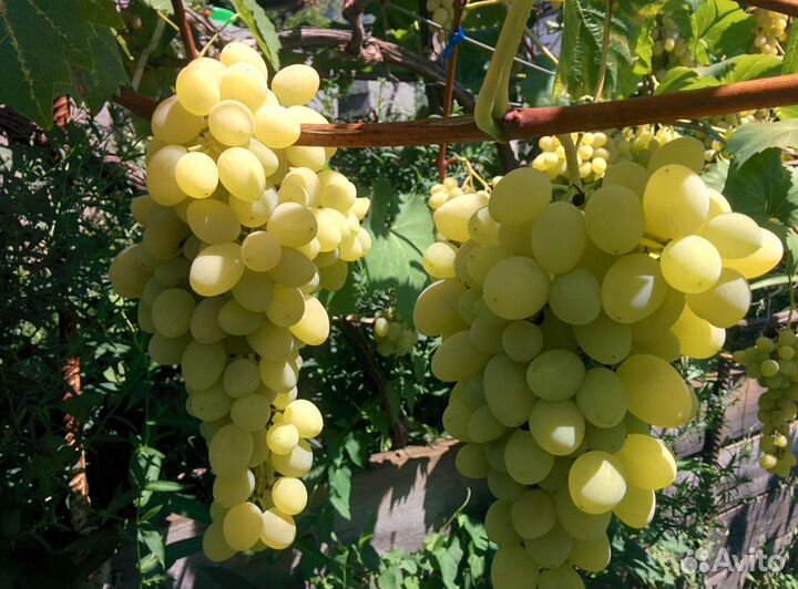 Саженцы винограда Августин
