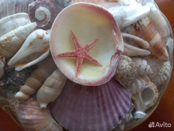 Большой набор ракушек в упаковке