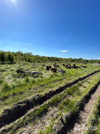 Овцы бараны ягнята